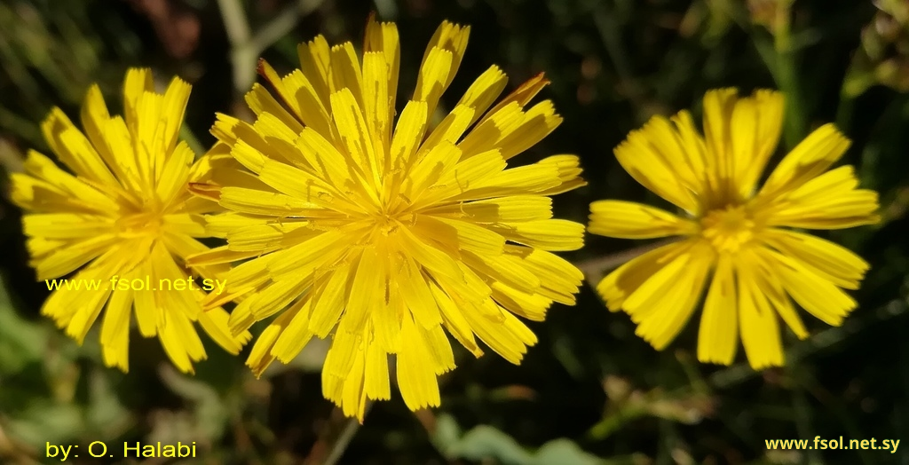 Crepis pterothecoides Boiss.